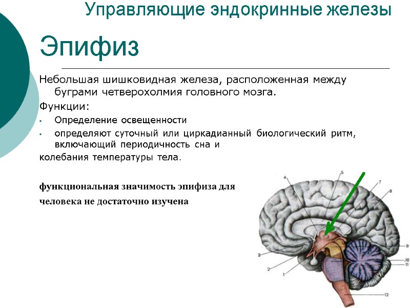 Управляющие эндокринные железы Эпифиз Небольшая шишковидная железа, расположенная между буграми четверохолмия головного мозга. Функции: